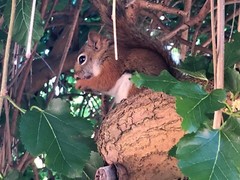 Digital Image Photo Wallpaper Background Cute and Fury Squirrel in Tree Picture