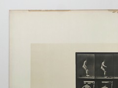 EADWEARD MUYBRIDGE authentic 1887 collotype ANIMAL LOCOMOTION PLATE 363 – lewitt