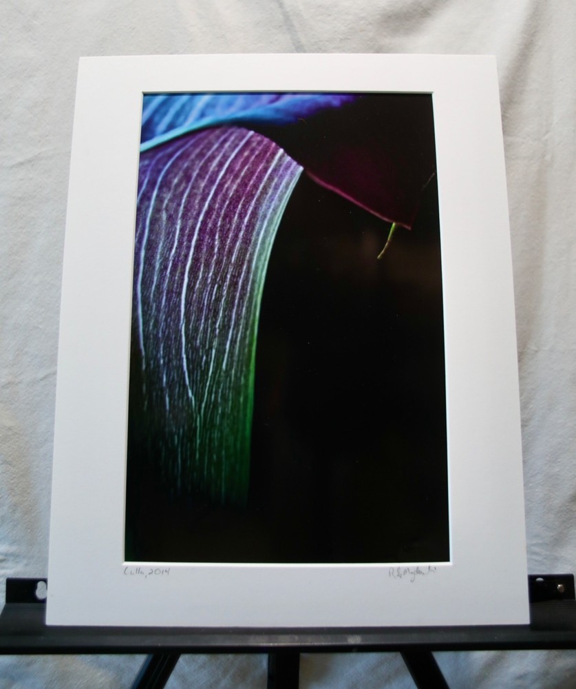 Original Photography Art Print «Calla»