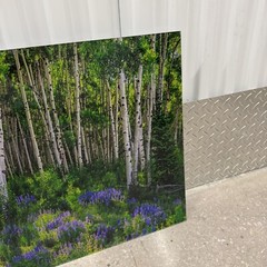 Peter Lik «Aspen Impressions» Trees 150cm (5 Feet Long) Recess Mount With COA