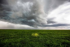 Storm Photography Print – Yellow Wildflowers in Green Field in Texas Photo