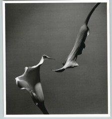 1989 1992 Two Callas Lily Flowers Large Art Photo By Horst 16X20