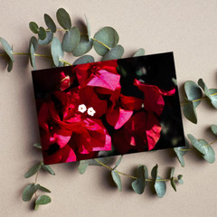 Flower Photography Print – Nature Wall Art, Home Décor, 7×5