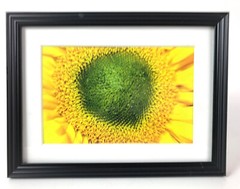 «EYE OF THE SUNFLOWER» 4×6 » MATTED AND FRAMED PHOTO PRINT, READY TO HANG