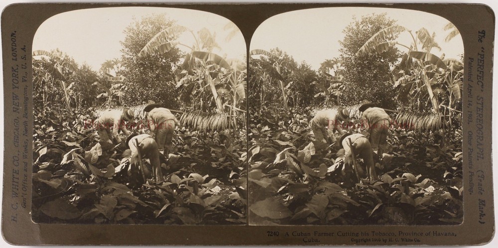 Cuba Planter Jungle Cutter His Tobacco 1905 Havana Photo Stereo Vintage