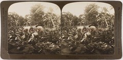 Cuba Planter Jungle Cutter His Tobacco 1905 Havana Photo Stereo Vintage