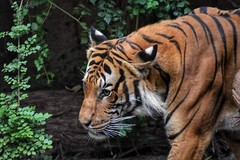 Digital Image Wallpaper Picture Background Desktop Print Art Paint Photos Tiger