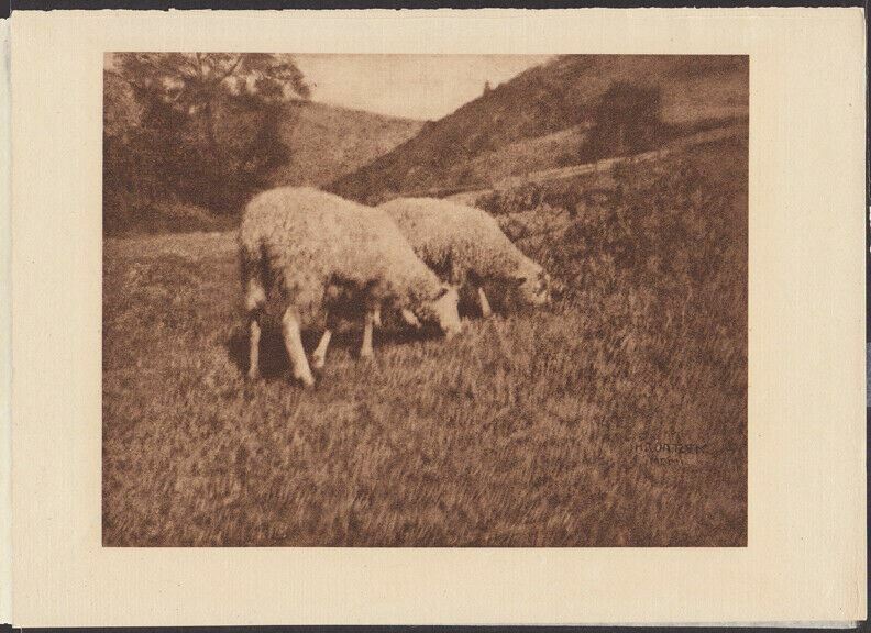 Original 1906 HANS WATZEK » SHEEP » CAMERA WORK Photogravure AUSTRIAN / GERMAN