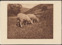 Original 1906 HANS WATZEK » SHEEP » CAMERA WORK Photogravure AUSTRIAN / GERMAN