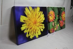 Lantana garden flower canvas 16×12 wildlife photo E. Barton Photography EPS21835