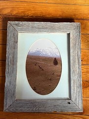 Original Antelope or Deer Near Snowy Mountains Photo in Rustic Barn Wood Picture