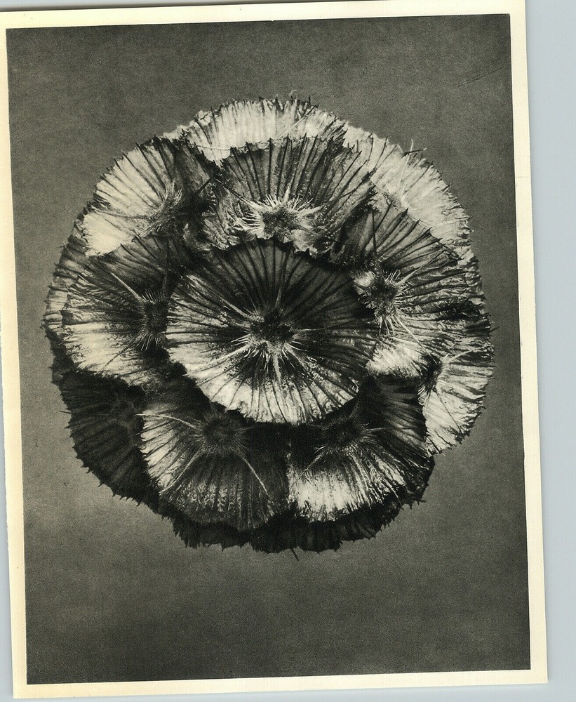 1942 Original BOTANICAL PLANT Carmel Daisy Flower Photo Art KARL BLOSSFELDT