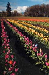 Tom Adams Photography Tulip Field Green Gables Farm Oregon Photo Art 11X14