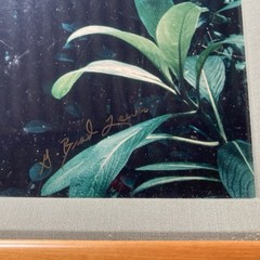 Vintage Hawaiian Rainforest Art Photography