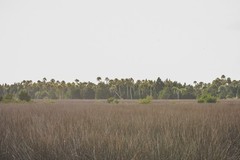 Crystal River, Trees Photography Digital Image Picture Wallpaper Background