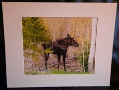 Matted Photograph: Mindful Moose