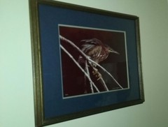 Thomas D Mangelsen set of 3 prints signed & #’d dated1981