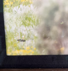 Thomas Mangelsen Framed Limited Edition Color Photo Print – Teton Pole Dancers