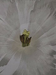 William Stafford Numbered Limited Edition Framed Art – White Tulips