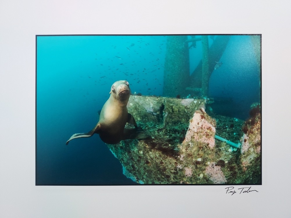 Priya Talwar Photography. Seal In The Ocean Long Beach, California. 8.5×11