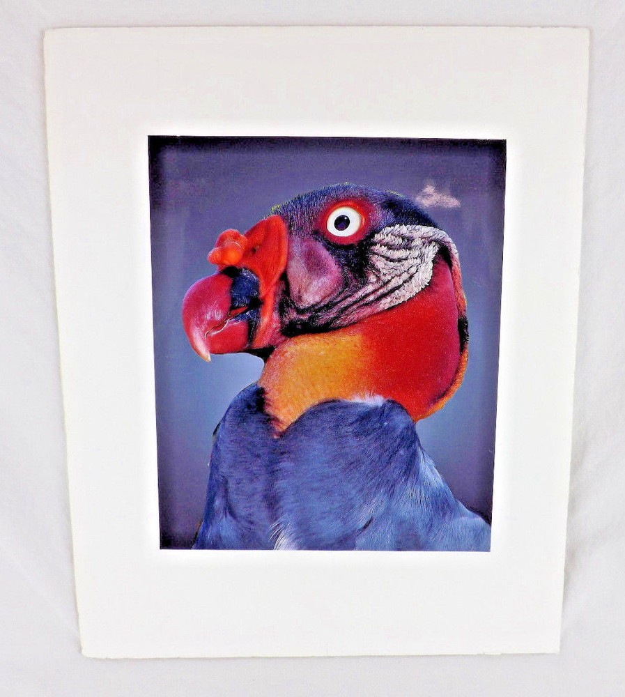 Parrot Nicaragua Color Photo 16″ x 20″ Bird Unique Fowl Animal Portrait Feather