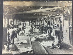 ANTIQUE AGRICULTURAL SHEARING SHEEP.SOUTH WALES, AUSTRALIA. TONED SILVER PRINT.