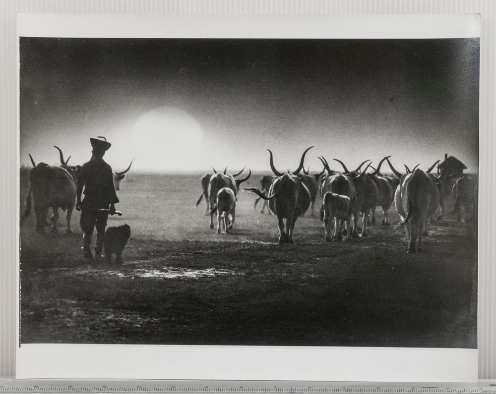 Black & White Photograph Hungarian Cattle Herder Sunset Silhouette Art Print