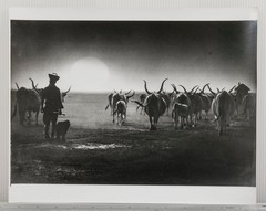 Black & White Photograph Hungarian Cattle Herder Sunset Silhouette Art Print
