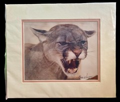 Florida Panther 14″x12″ Matted Photograph By Gregg Warner Signed 1997