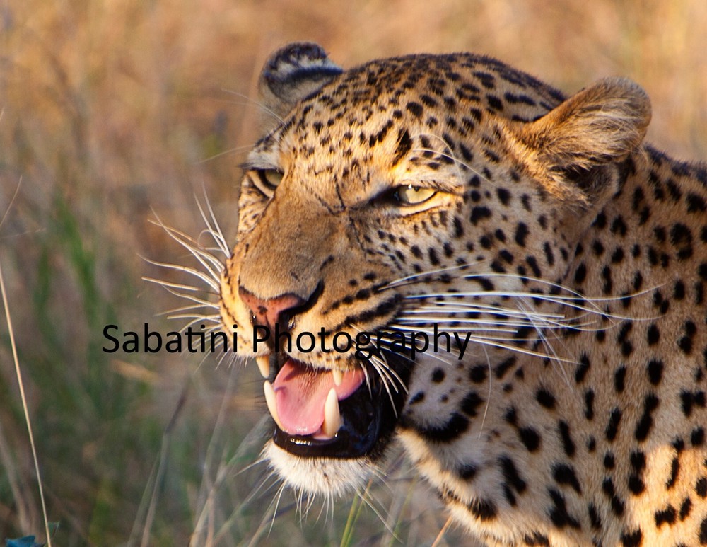 Kruger National Park, South Africa «Leopard Portrait» Metallic Print 11 x 14