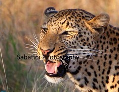 Kruger National Park, South Africa «Leopard Portrait» Metallic Print 11 x 14