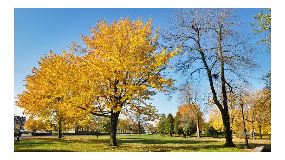 Fall Trees 2, High Resolution Image, Many Formats, TV Art
