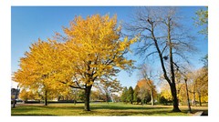 Fall Trees 2, High Resolution Image, Many Formats, TV Art