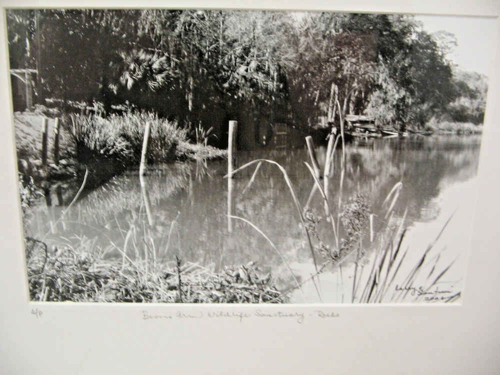 MATTED PHOTOGRAPHY Wildlife Sanctuary 16 x 20 A/P Lake Florida Larry Santucci