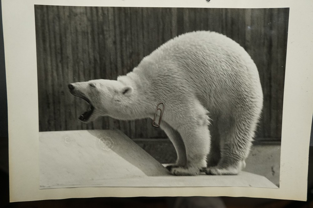 Photo Portrait Tierpark Munich Hellabrunn Zoo Polar Bear Picture Large Format Old Art