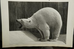 Photo Portrait Tierpark Munich Hellabrunn Zoo Polar Bear Picture Large Format Old Art