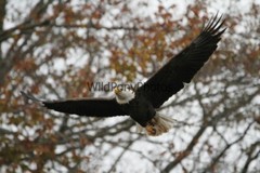 Eagle Photo 1, Pick One Image – Various Sizes