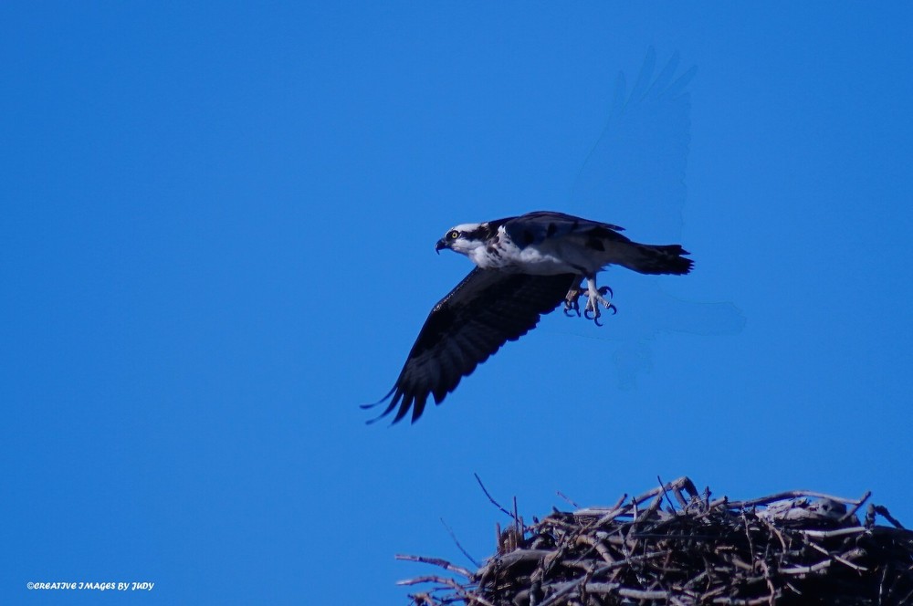 «A Ghost is Riding Along for Dinner» Osprey Wall Art