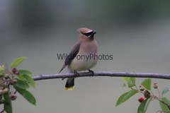 Cedar Waxwing Photo, Pick One Image – Various Sizes