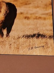Tom Browning Signed Wildlife Photos Set Of 3 Matted No Frames