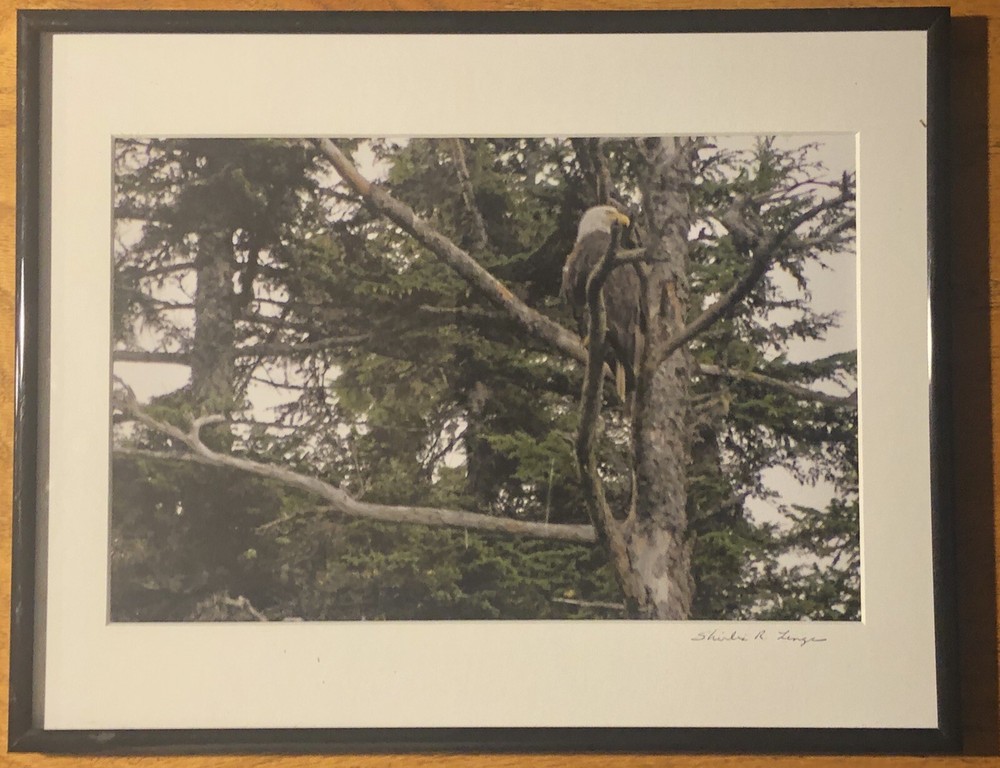Bald Eagle Resting On A Tree 11.5×14.5” Framed Photograph