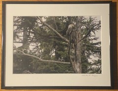 Bald Eagle Resting On A Tree 11.5×14.5” Framed Photograph