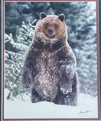 Millcreek Wildlife Reflections Signed James T Jones Photograph Grizzly Bear Snow