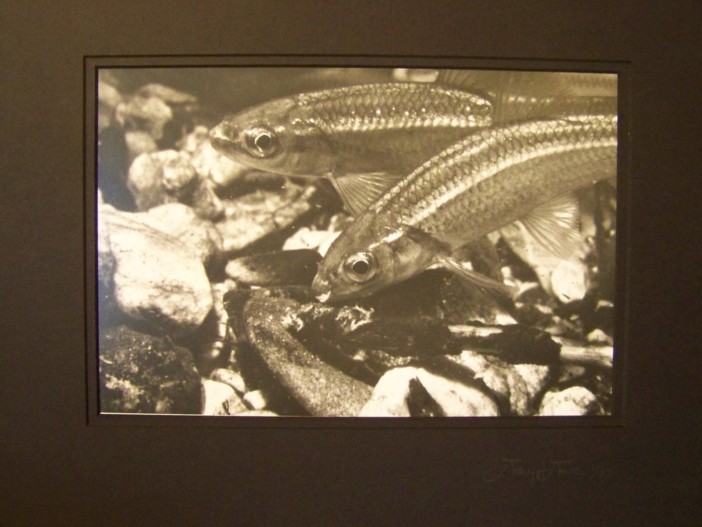 FINE ART PHOTOGRAPH No 1 OF 250 – UNDERWATER AQUATIC LIFE PIC by JERRY H JONES