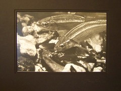 FINE ART PHOTOGRAPH No 1 OF 250 – UNDERWATER AQUATIC LIFE PIC by JERRY H JONES
