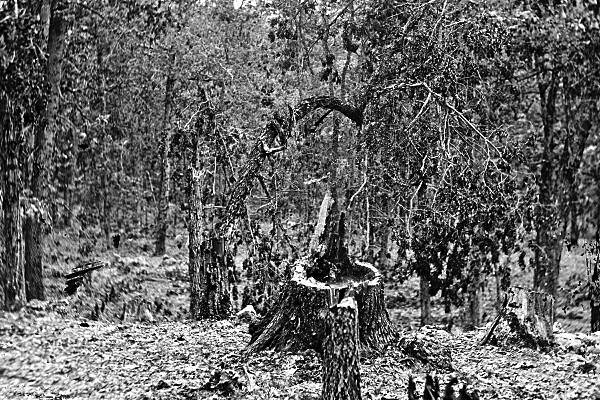 New Civil War Photo: Battle-Scarred Woods on Culps Hill, Gettysburg – 6 Sizes!