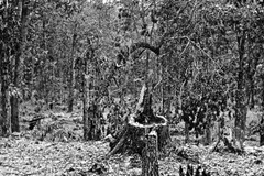 New Civil War Photo: Battle-Scarred Woods on Culps Hill, Gettysburg – 6 Sizes!