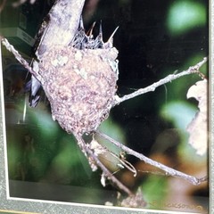 woodpecker metal frame 16 by 13 Photo Signed by R Jackson, Framed & Matted