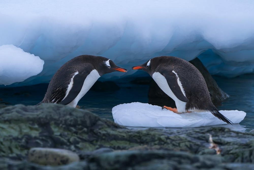 Print (16″x24″): Gentoo Penguins