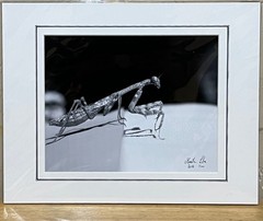 Black and white photograph signed matted 11 x 14 inch Praying Mantis Grasshopper